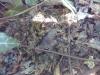 Bombus pascuorum
